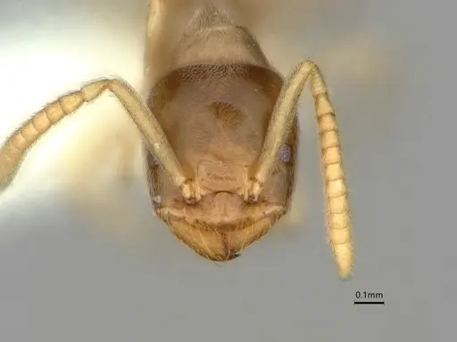 Bothriomyrmex saundersi specimen CASENT0886004 image casent0886004_2