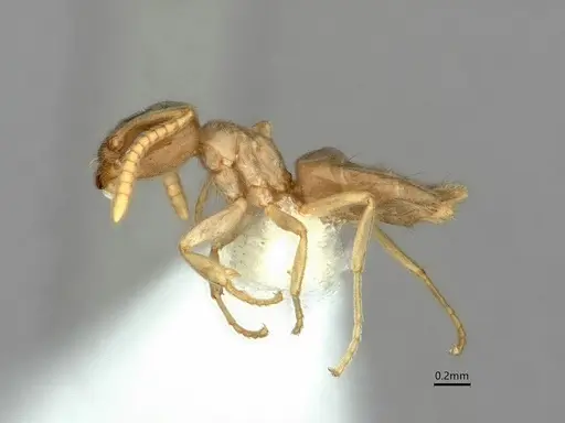 Bothriomyrmex saundersi specimen CASENT0886004 image casent0886004_3