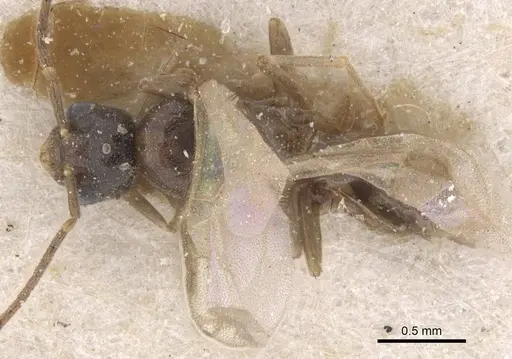 Bothriomyrmex saundersi specimen CASENT0911490 image casent0911490_1