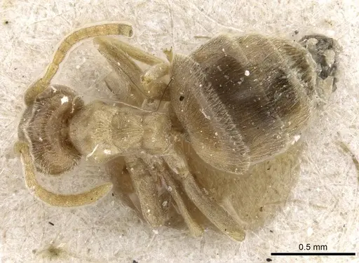 Bothriomyrmex turcomenicus specimen CASENT0905116 image casent0905116_1