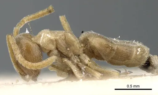 Bothriomyrmex turcomenicus specimen CASENT0905116 image casent0905116_3