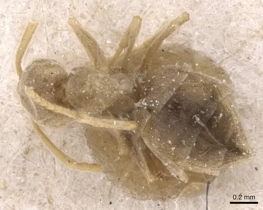 Bothriomyrmex turcomenicus specimen CASENT0911492 image casent0911492_1