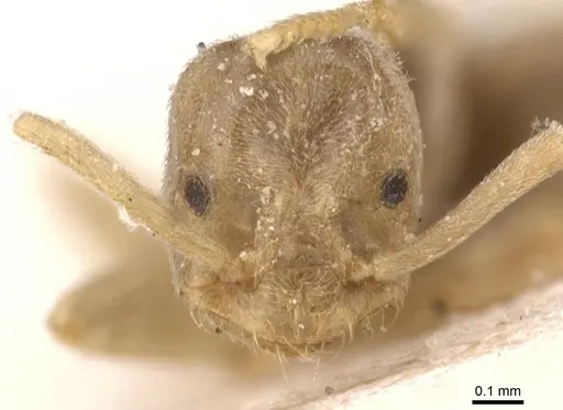 Bothriomyrmex turcomenicus specimen CASENT0911492 image casent0911492_2