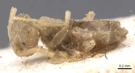 Bothriomyrmex turcomenicus specimen CASENT0911492 image casent0911492_3