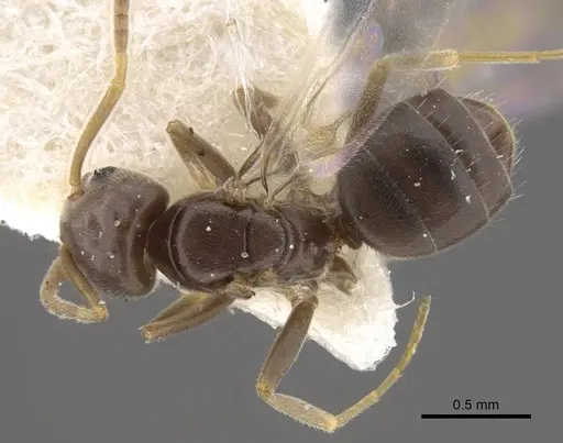 Bothriomyrmex urartus specimen CASENT0917475 image casent0917475_1