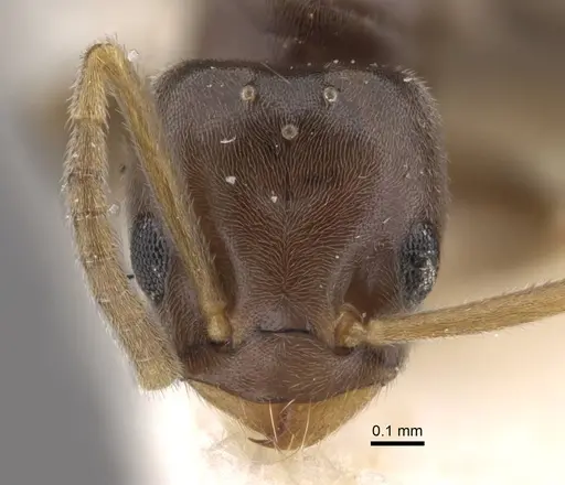Bothriomyrmex urartus specimen CASENT0917475 image casent0917475_2