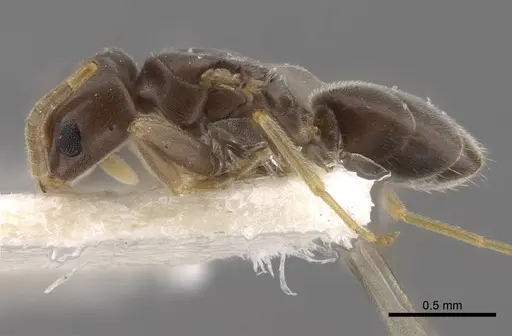 Bothriomyrmex urartus specimen CASENT0917475 image casent0917475_4