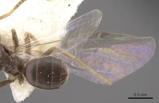 Bothriomyrmex urartus specimen CASENT0917475 image casent0917475_5