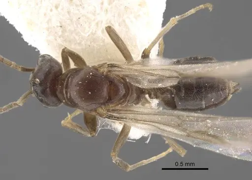 Bothriomyrmex urartus specimen CASENT0917476 image casent0917476_1