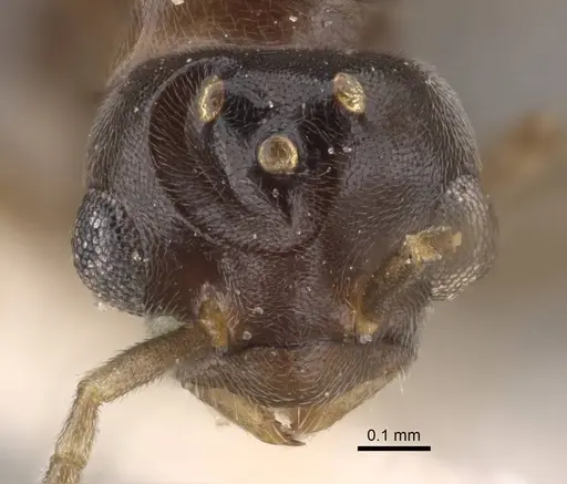 Bothriomyrmex urartus specimen CASENT0917476 image casent0917476_2