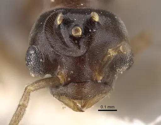 Bothriomyrmex urartus specimen CASENT0917476 image casent0917476_3