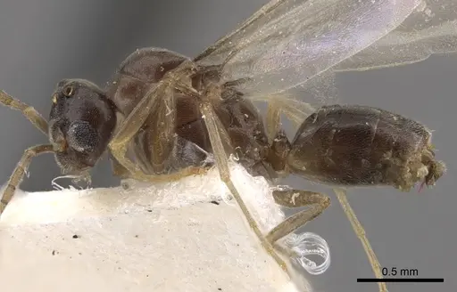 Bothriomyrmex urartus specimen CASENT0917476 image casent0917476_4