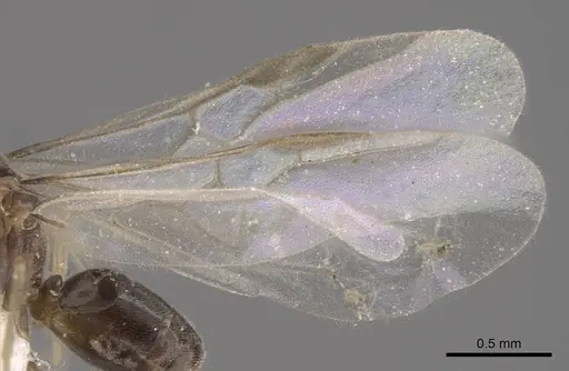 Bothriomyrmex urartus specimen CASENT0917476 image casent0917476_5