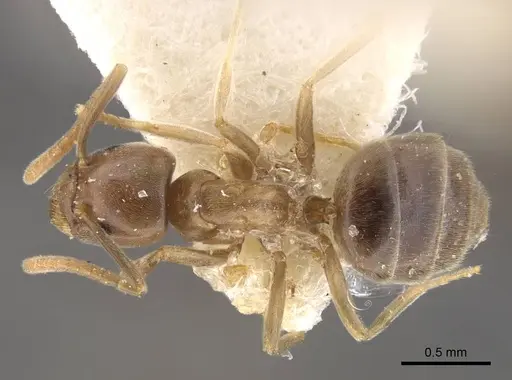 Bothriomyrmex urartus specimen CASENT0917479 image casent0917479_1