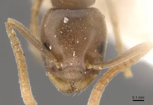 Bothriomyrmex urartus specimen CASENT0917479 image casent0917479_2