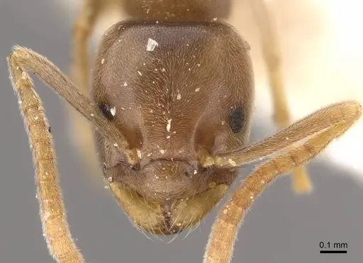 Bothriomyrmex urartus specimen CASENT0917479 image casent0917479_3