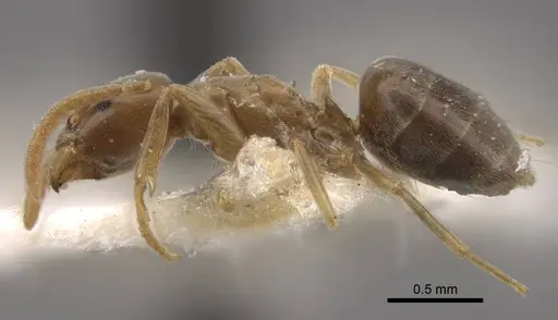 Bothriomyrmex urartus specimen CASENT0917479 image casent0917479_4