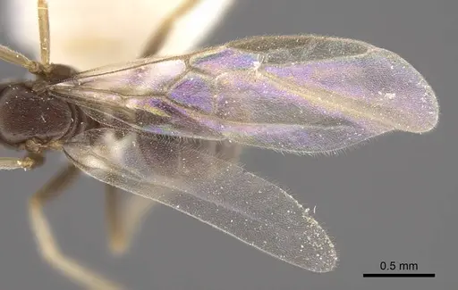 Bothriomyrmex urartus specimen CASENT0917479 image casent0917479_5