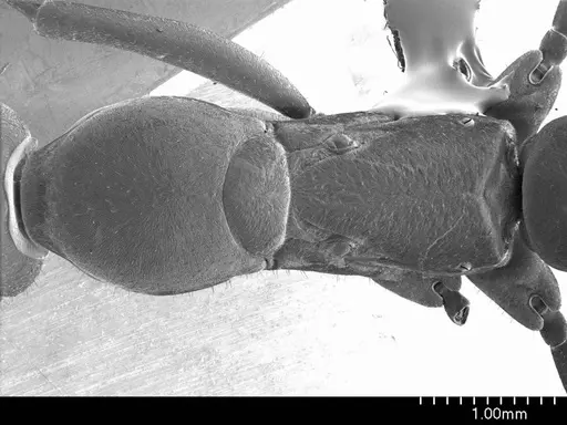 Bothroponera berthoudi specimen ANTWEB1008562 image antweb1008562_1