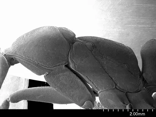 Bothroponera berthoudi specimen ANTWEB1008562 image antweb1008562_3