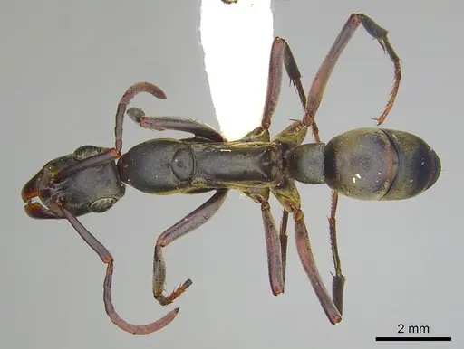 Bothroponera berthoudi specimen CASENT0249198 image casent0249198_1