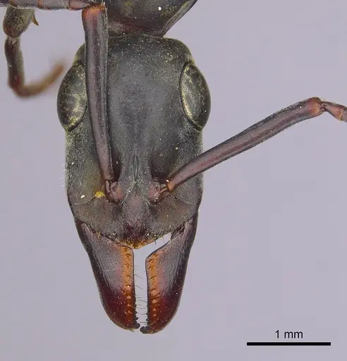 Bothroponera berthoudi specimen CASENT0249198 image casent0249198_2