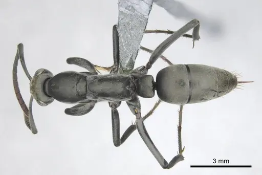 Bothroponera berthoudi specimen CASENT0250169 image casent0250169_1