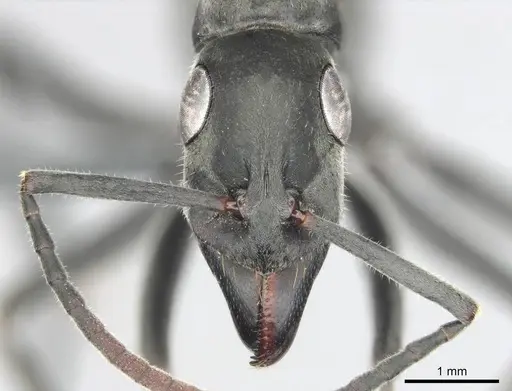 Bothroponera berthoudi specimen CASENT0250169 image casent0250169_2