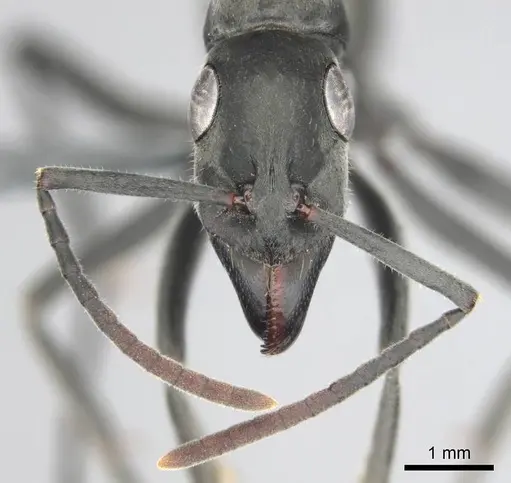 Bothroponera berthoudi specimen CASENT0250169 image casent0250169_3