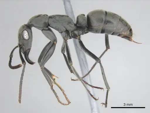 Bothroponera berthoudi specimen CASENT0250169 image casent0250169_4