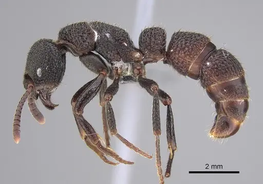 Bothroponera berthoudi specimen CASENT0888218 image casent0888218_3