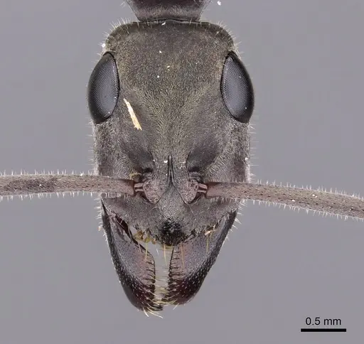 Bothroponera berthoudi specimen CASENT0900951 image casent0900951_2