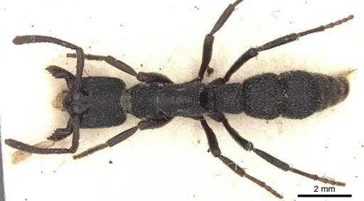 Bothroponera berthoudi specimen CASENT0902470 image casent0902470_1