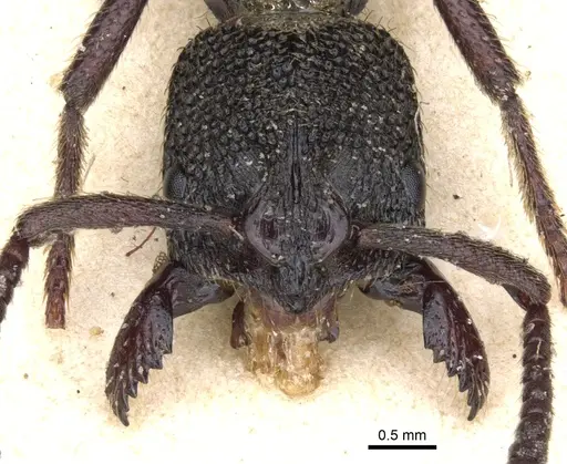 Bothroponera berthoudi specimen CASENT0902470 image casent0902470_2