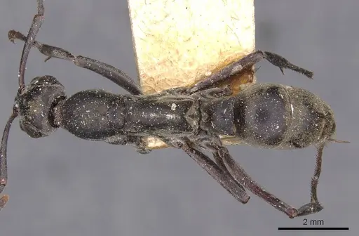 Bothroponera berthoudi specimen CASENT0907233 image casent0907233_1
