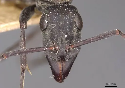 Bothroponera berthoudi specimen CASENT0907233 image casent0907233_2