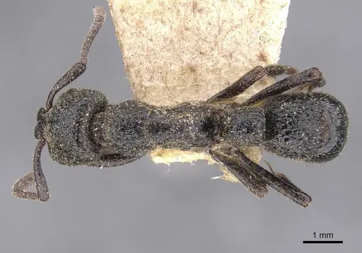 Bothroponera berthoudi specimen CASENT0907251 image casent0907251_1