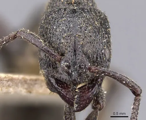 Bothroponera berthoudi specimen CASENT0907251 image casent0907251_2