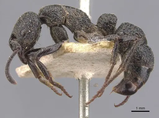 Bothroponera berthoudi specimen CASENT0907251 image casent0907251_3