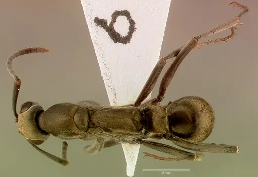 Bothroponera berthoudi specimen SAM-HYM-C007394A image sam-hym-c007394a_1