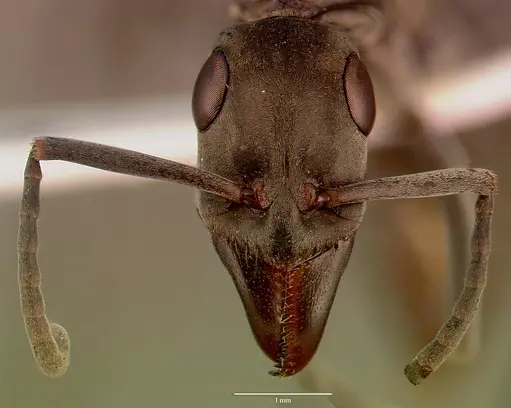 Bothroponera berthoudi specimen SAM-HYM-C007394A image sam-hym-c007394a_2