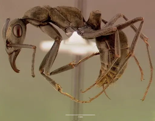 Bothroponera berthoudi specimen SAM-HYM-C007394A image sam-hym-c007394a_3