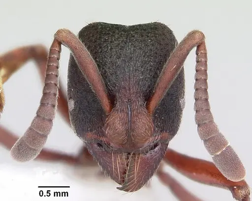 Bothroponera cambouei specimen BLF0561(26)-1 image blf0561(26)-1_3