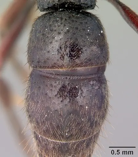Bothroponera cambouei specimen BLF2072(29)-12 image blf2072(29)-12_2