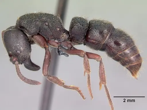 Bothroponera cambouei specimen BLF2072(29)-12 image blf2072(29)-12_4