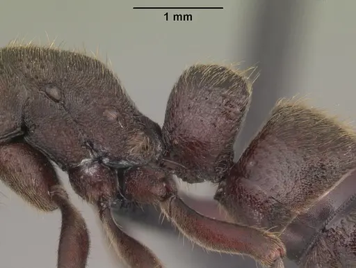 Bothroponera cambouei specimen CASENT0027983 image casent0027983_5