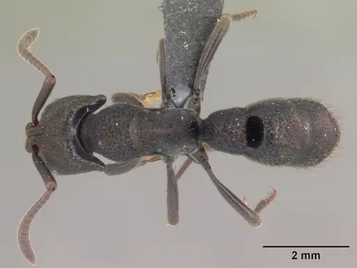 Bothroponera cambouei specimen CASENT0034270 image casent0034270_1