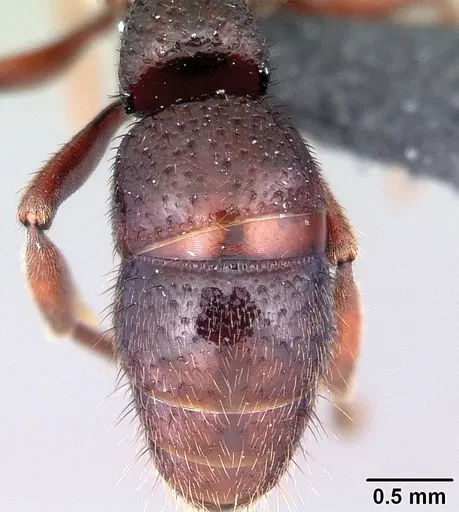 Bothroponera cambouei specimen CASENT0034493 image casent0034493_2