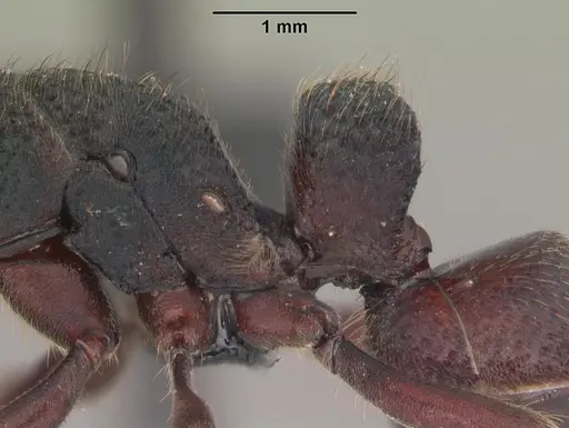 Bothroponera cambouei specimen CASENT0034571 image casent0034571_5