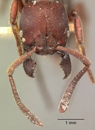 Bothroponera cambouei specimen CASENT0101402 image casent0101402_3